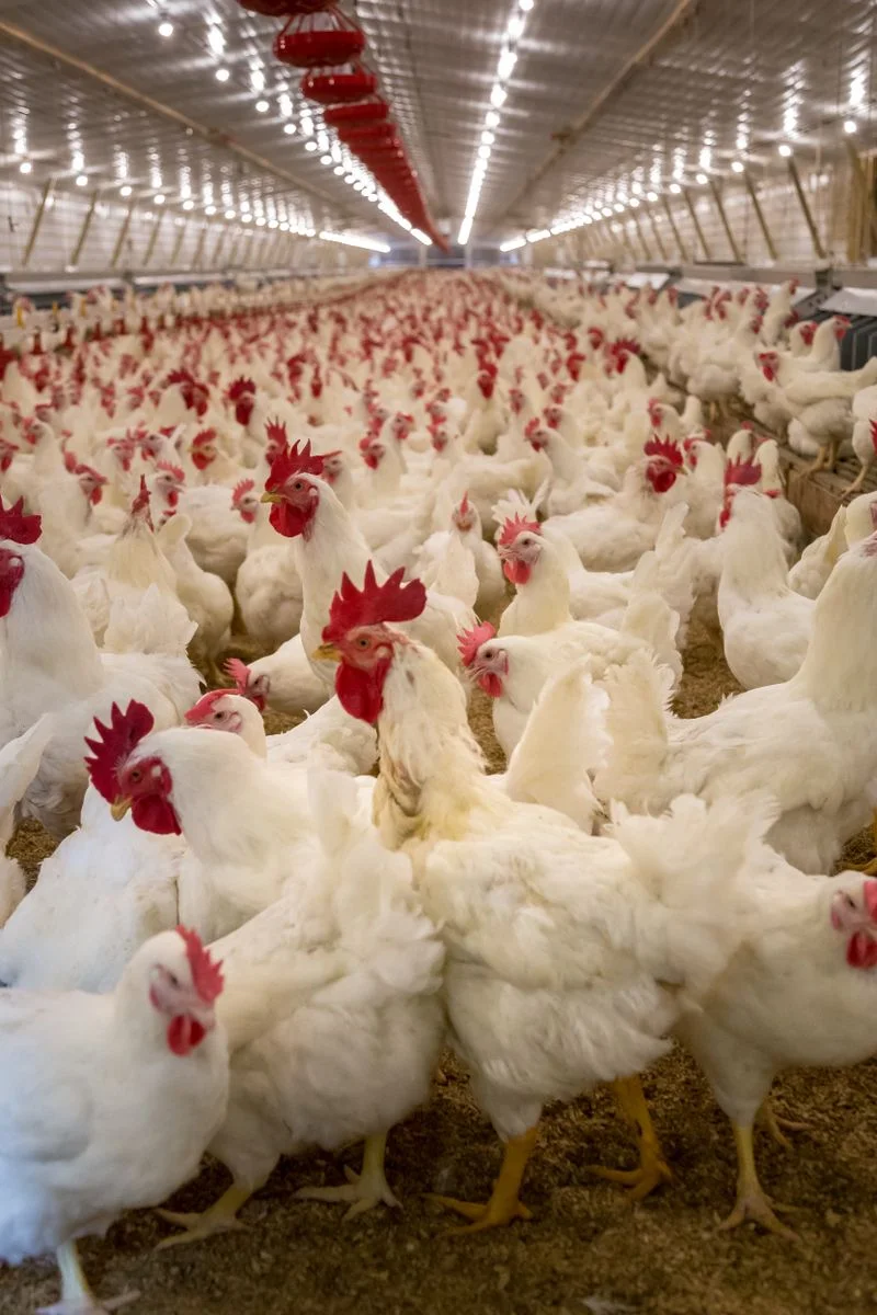 Expert Livestock Services